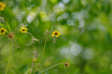 Geum rivale, the water avens, is a flowering plant of the family Rosaceae