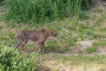 Cheetah Acinonyx jubatus walking on the wild staring a prey with bushes and grass on the background