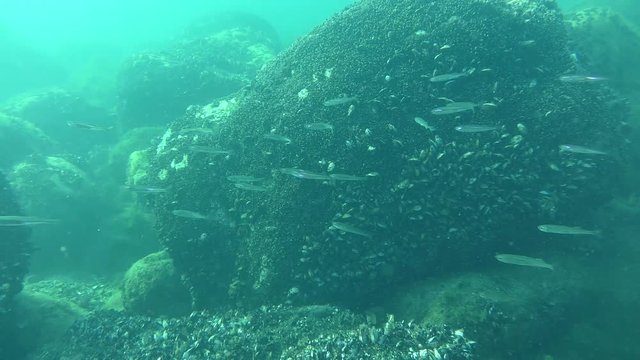 A flock of game-fish Big-scale sand smelt (Atherina boyeri) slowly moves against a background of rocks overgrown with mussels, wide shot.
