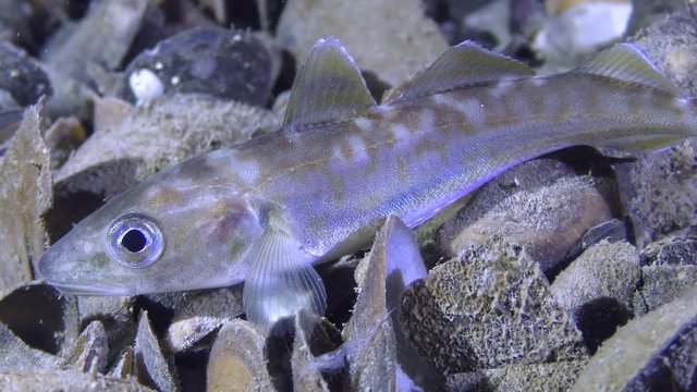 Commercial fishing: Young fish Whiting (Merlangius merlangus) lies on the bottom, medium shot.
