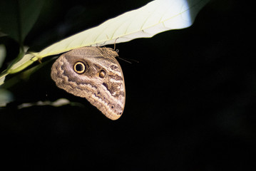Owl butterfly