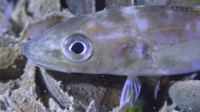 Commercial fishing: Sea fish Whiting (Merlangius merlangus) lies on the bottom, then leaves the frame, close-up.
