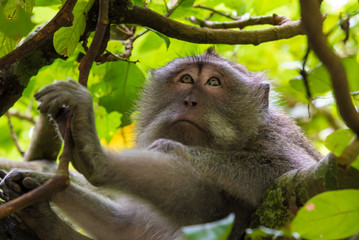 Portrait of macaque monkey with copy space for text
