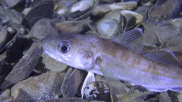 Commercial fishing: Sea fish Whiting (Merlangius merlangus) tries to swallow some food, medium shot.
