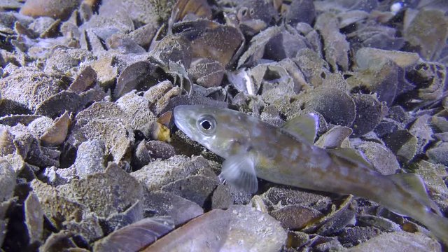 Game-fish Whiting (Merlangius merlangus) tries to swallow some food, wide shot.
