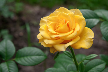 Yellow rose in the garden