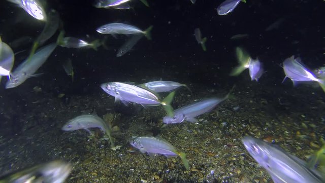 Many Game-fish Mediterranean horse mackerel (Trachurus mediterraneus) floats in front of the camera while eating plankton, close-up.
