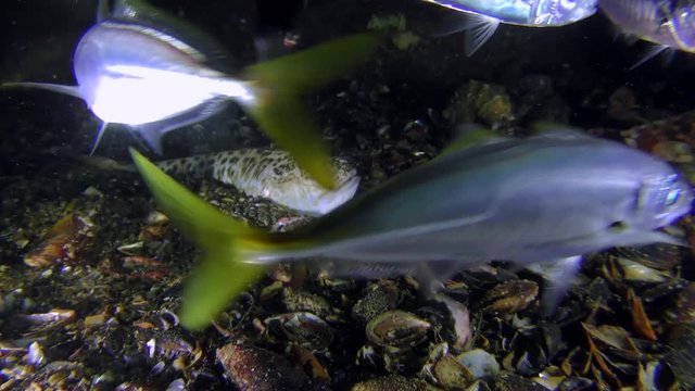 Greater weever (Trachinus draco) observes a feeding flock of Mediterranean horse mackerel (Trachurus mediterraneus).
