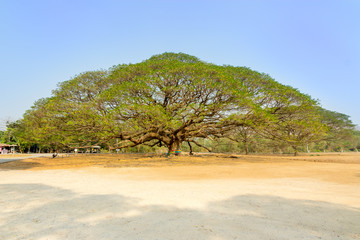 Fototapeta na wymiar The Giant tree - Rain tree