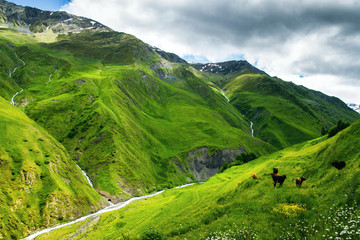 Green caucassian valley, mountains, river and cows after storm in summer