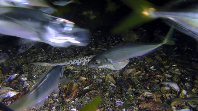 Predatory fish Greater weever (Trachinus draco) expects a convenient case for attack (Mediterranean horse mackerel (Trachurus mediterraneus).
