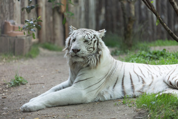 White tiger or bleached Bengal tiger laid on the ground floor staring deeply