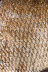 Close up view of common bream fish just taken from the water. Common bream fish scales as natural background..
