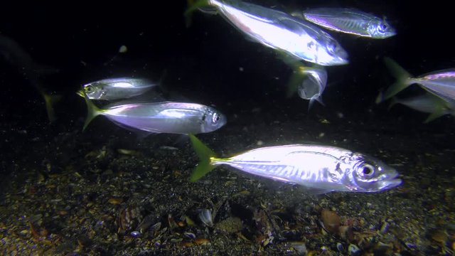 Fishery: A flock of Mediterranean horse mackerel (Trachurus mediterraneus) swims near the bottom and eating plankton organisms, medium shot.
