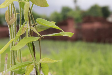 Tree of vine There are naturally green leaves in the garden. Wall backdrop