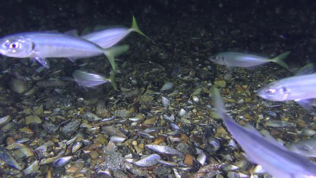 Game-fish Mediterranean horse mackerel (Trachurus mediterraneus) eat plankton.
