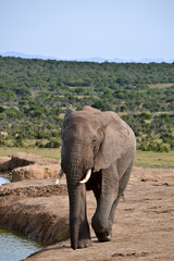 Fototapeta na wymiar Large elephant on safari in Africa