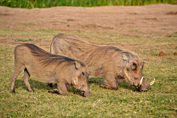 Warthogs eating