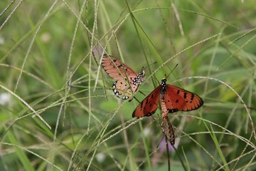 Butterflies are flying and grassland is in nature. Have beautiful flowers Is interesting