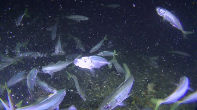 Commercial fishing: School of fish Mediterranean horse mackerel (Trachurus mediterraneus) eats plankton near the bottom, close-up.
