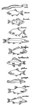Fische in Berlin