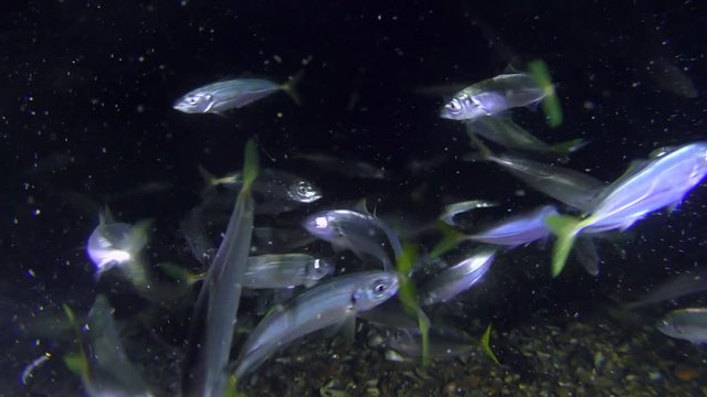 Food fever of Game-fish Mediterranean horse mackerel (Trachurus mediterraneus) feeding in a cluster of plankton.
