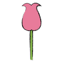 pink tulip flower nature decoration image vector illustration