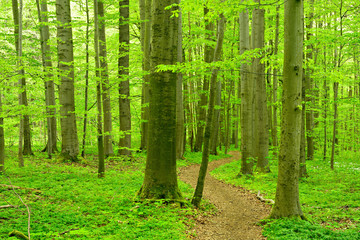 Wanderweg schlängelt sich durch Buchenwald im zeitigen Frühjahr, frisches Grün