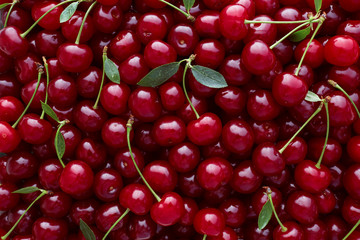 Close up of pile of ripe cherries with stalks and leaves.