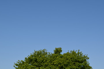 Obraz premium 新緑と青空