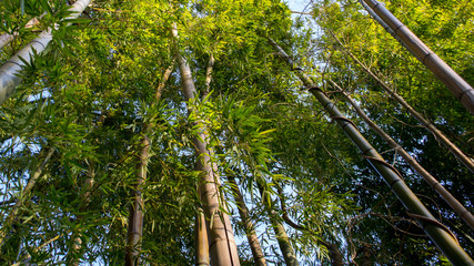 Bamboo Forest Canopy in Hakone, Ashigarashimo District, Kanagawa Prefecture, Japan