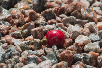 on the rocks cherry with drops.