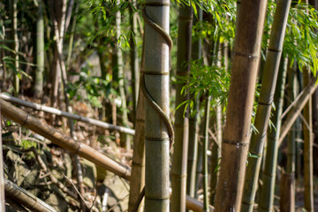 Bamboo with Spiraling Vine in Hakone, Ashigarashimo District, Kanagawa Prefecture, Japan