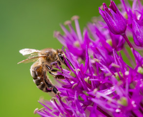Bee collecting nectar from flower
