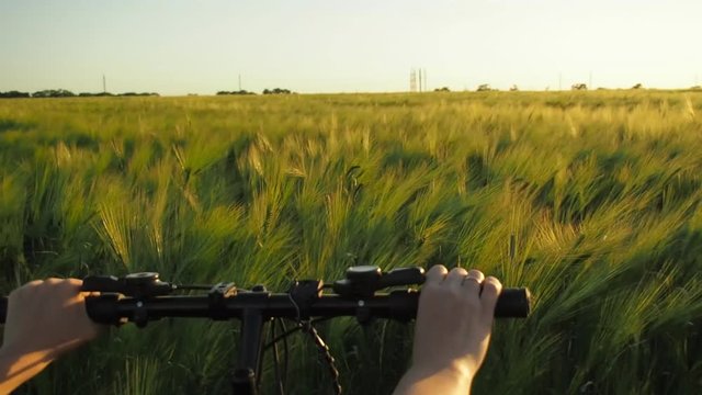 The view of the cyclist at sunset. Sunset on the wheat field.