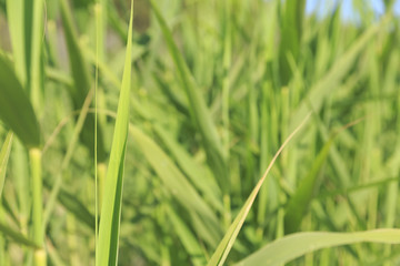 Green grass texture background, Beautiful nature in Greece, Non urban scene with defocused background