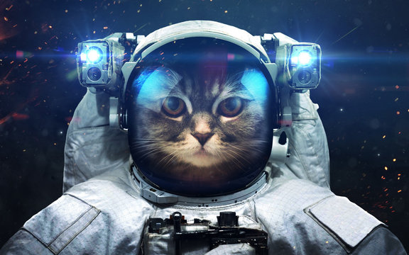 Fototapeta Tapeta kosmiczna science fiction z kotem astronautą, niesamowicie pięknymi planetami, galaktykami, mrocznym i zimnym pięknem nieskończonego wszechświata. Elementy tego obrazu dostarczone przez NASA