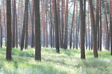 Pine forest with beautiful high pine trees in summer in sunny weather