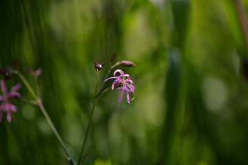 Lychnis flos-cuculi, commonly called Ragged-Robin is a herbaceous perennial plant in the family Caryophyllaceae.
