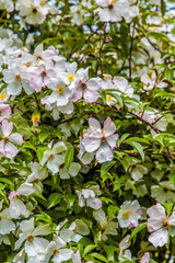 White and Pink Dogwoods