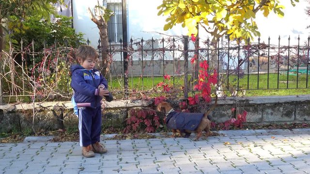4K Small boy and small dog are on a walk, the dog is doing its small job