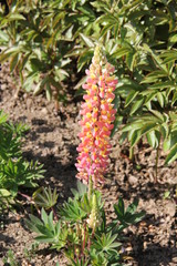 ピンク色と黄色のルピナス(栃木県)