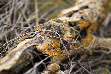 Tree in wood