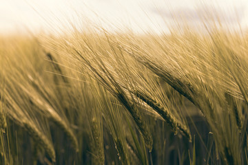 Ears to the wind in a wheat field