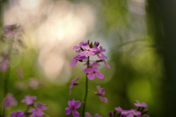 Lunaria rediviva, known as perennial honesty