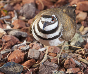 Guarding its nest and eggs