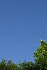 青空と月と新緑