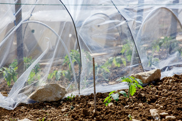 small greenhouse with tomato grows on the inside