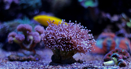 Fototapeta na wymiar Euphyllia LPS Coral