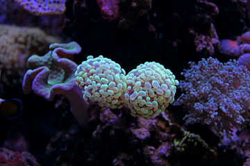 Euphyllia LPS Coral